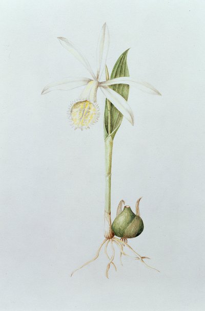 Pleione Formosana Alba by Mary Kenyon Slaney
